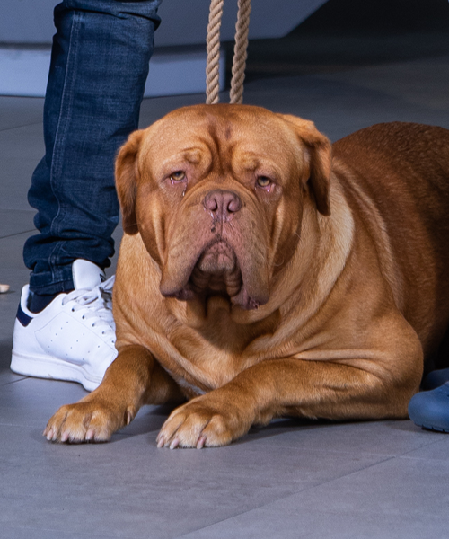 Henk